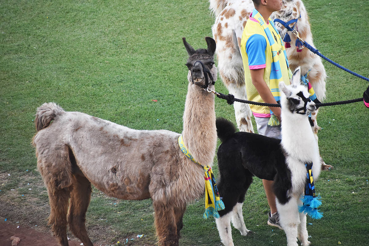 "Dolly the Llama" dio la bienvenida a las dos nuevas mascotas del equipo, y ahora sus nuevas am ...