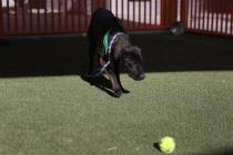 Denim juega con una pelota en The Animal Foundation Las Vegas, el miércoles 16 de diciembre de ...