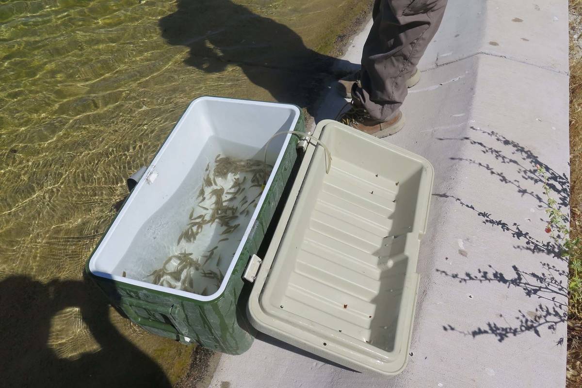 "Pahrump Poolfish" a punto de ser reintroducido en el estanque de Corn Creek el 20 de mayo de 2 ...