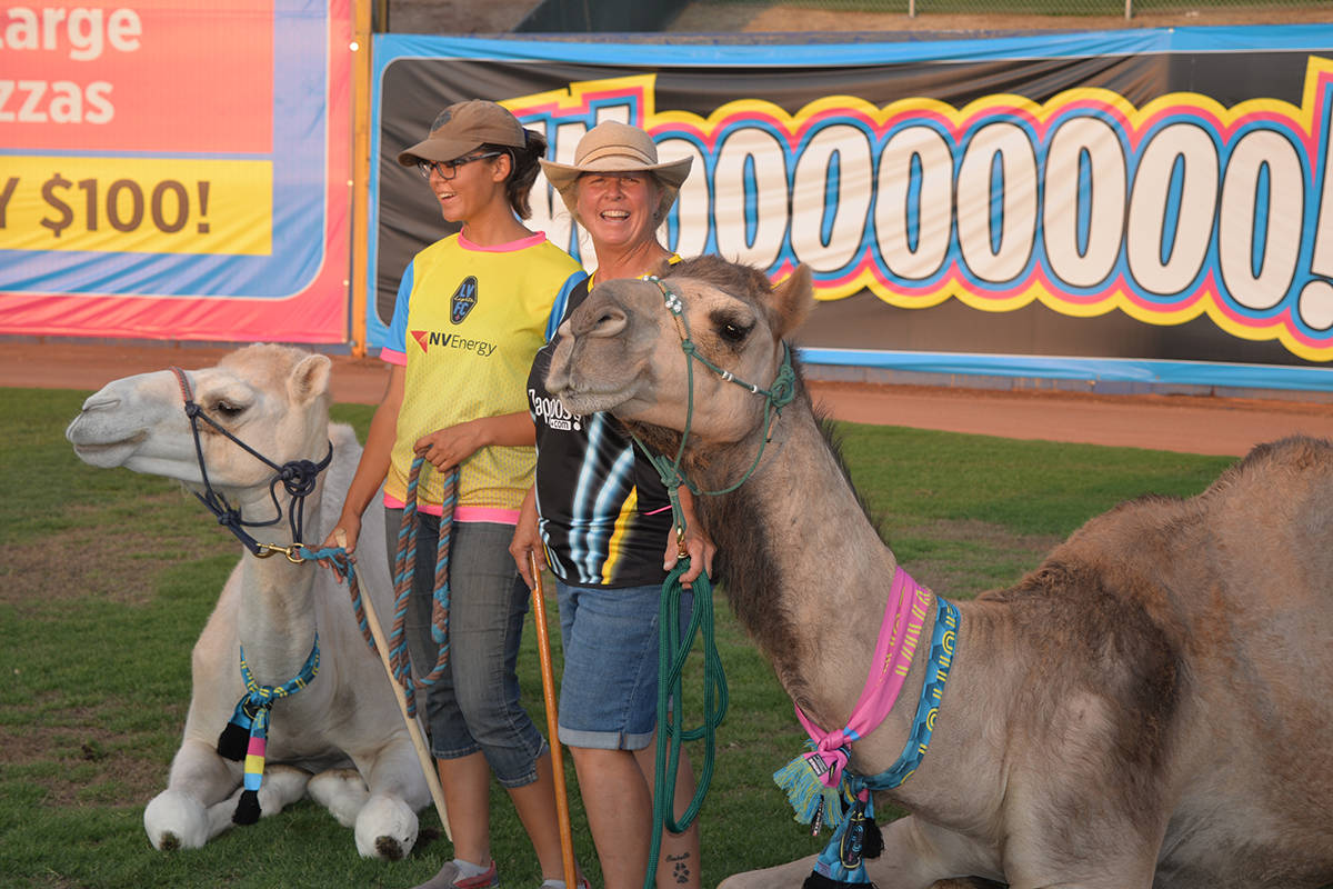 Los camellos Moisés y Abraham fueron una atracción especial, sobre todo para los niños que d ...