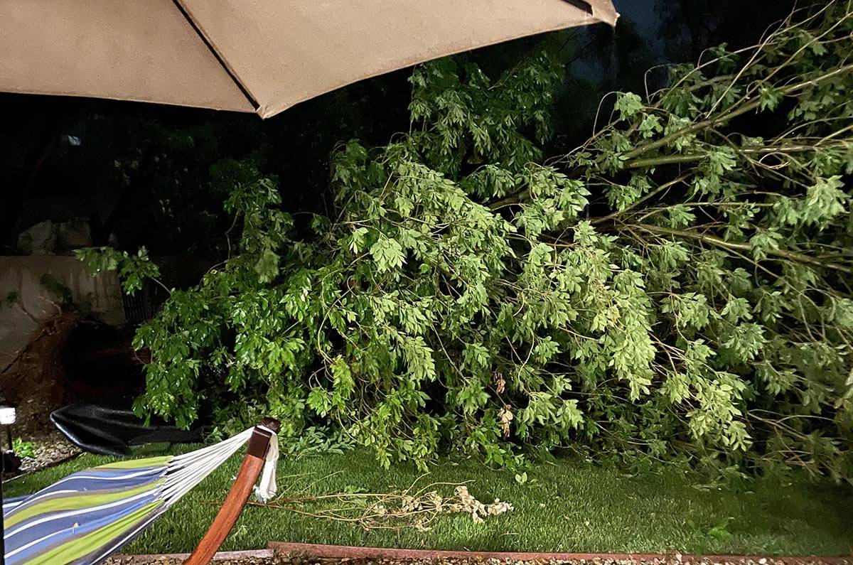 Un árbol derribado en Anthem por las tormentas del domingo 25 de julio de 2021. Dos árboles f ...