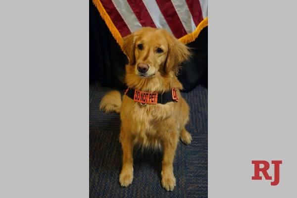 Alona fue nombrada la canina más linda de la TSA. (TSA)
