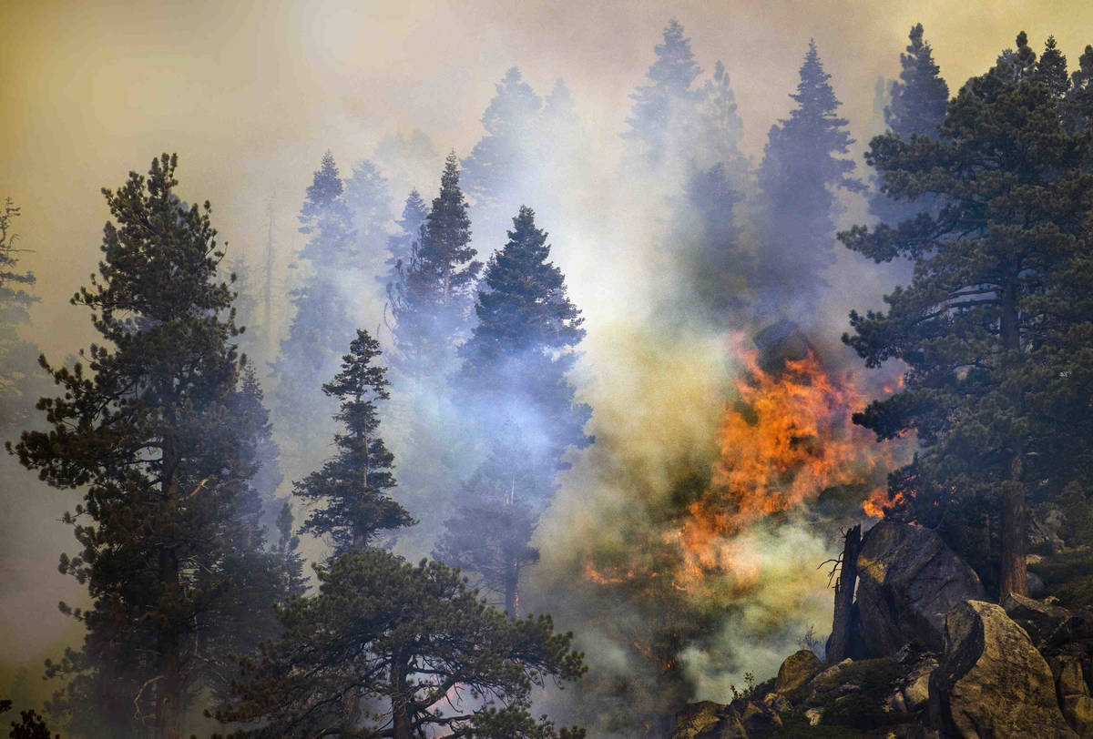 El fuego arde entre los pinos en una cresta a lo largo de la SR 89 el miércoles 1º de septiem ...