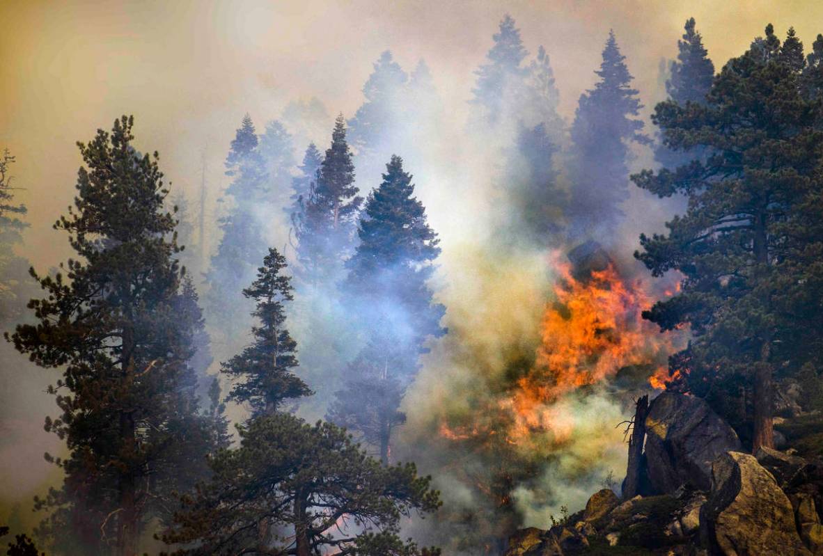 El fuego arde entre los pinos en una cresta a lo largo de la SR 89 el miércoles 1º de septiem ...