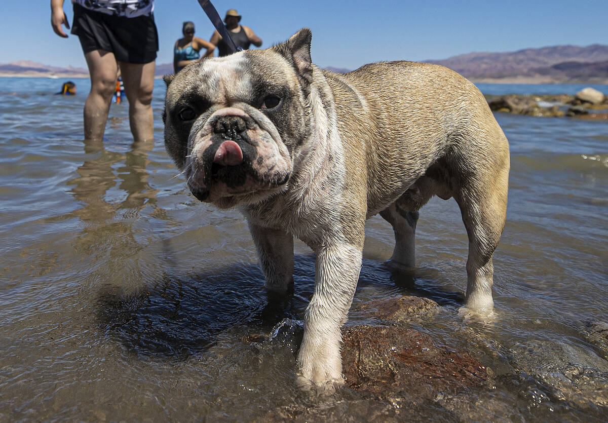 Un bulldog francés llamado "Sparky" juega en el Lago Mead el Día del Trabajo el lunes 6 de se ...