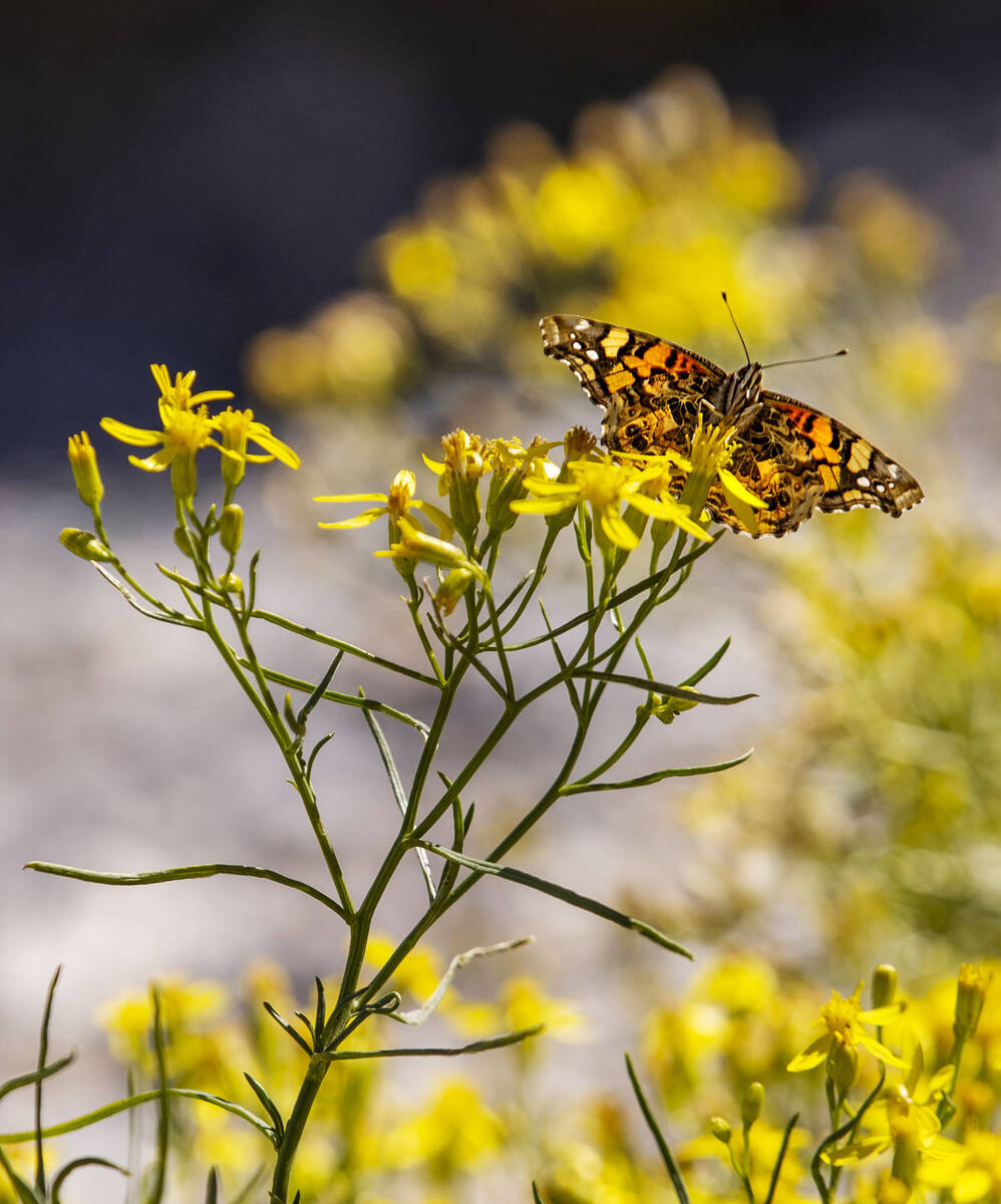 Una mariposa descansa encima de unos pétalos de flores en el primer día del otoño cerca de l ...