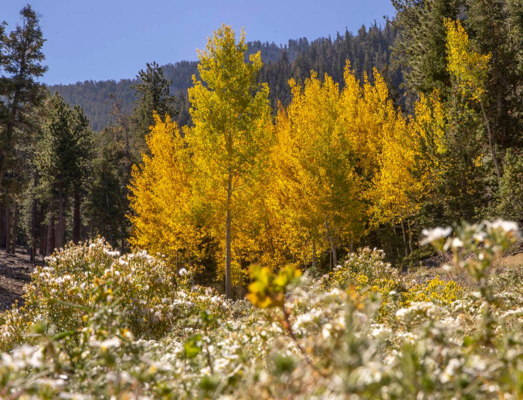 Un rodal de álamos adquiere color en el primer día del otoño cerca de la estación de esquí ...