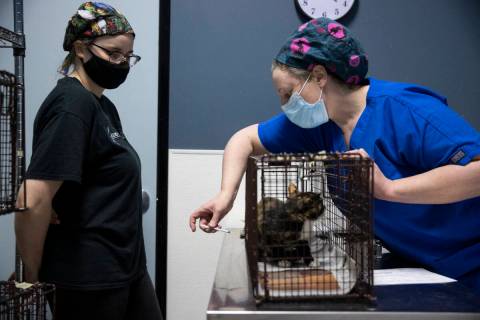 Licensed veterinary technician Kelli Fredericks, right, with volunteer Kim Heath, injects anest ...