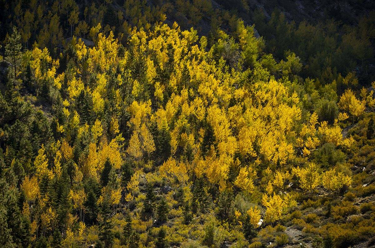 Una gran zona de coloridos álamos en lo alto del acantilado en Kyle Canyon durante el primer d ...