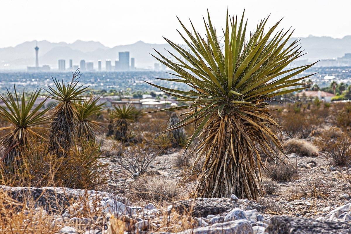 El horizonte de Las Vegas visto desde un campo vacío el sábado 9 de octubre de 2021, en Las V ...