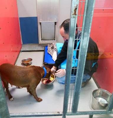 Un perro come una comida especial de Thanksgiving en The Animal Foundation en Las Vegas el juev ...