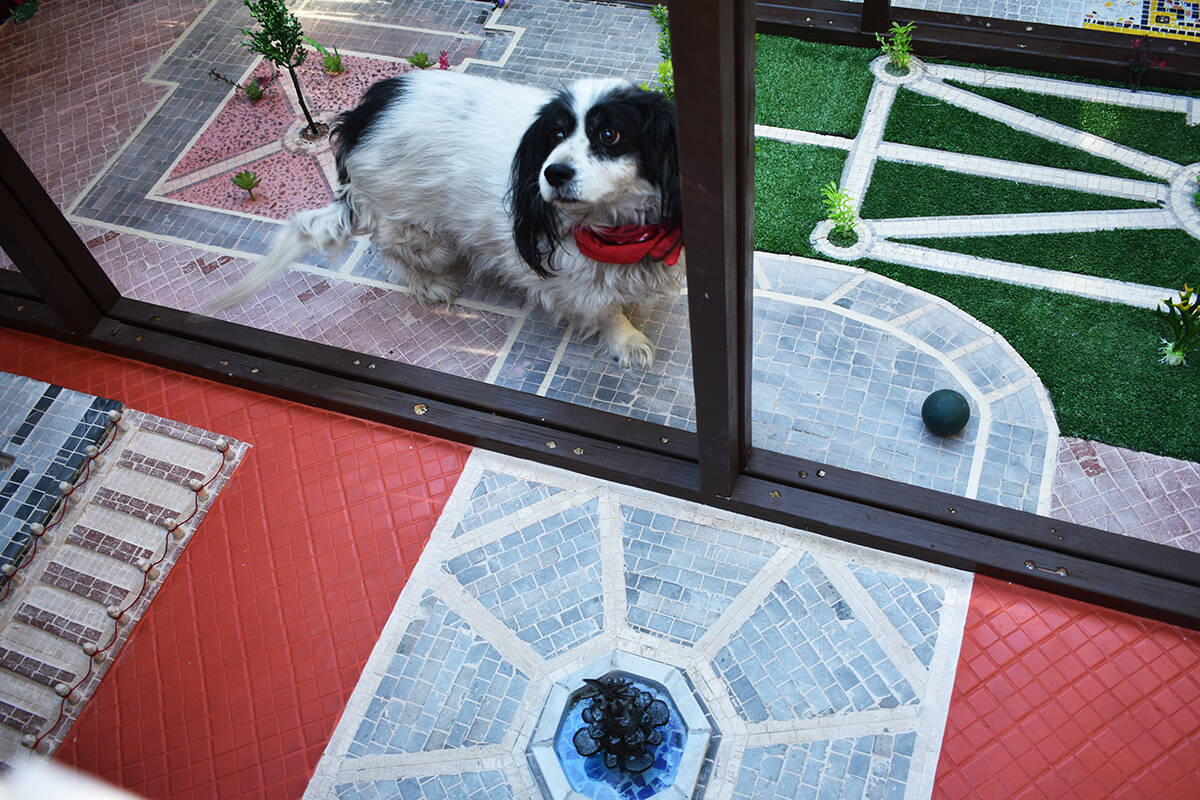El perro “Travieso” realiza el primer recorrido por el interior de la réplica del Palacio ...