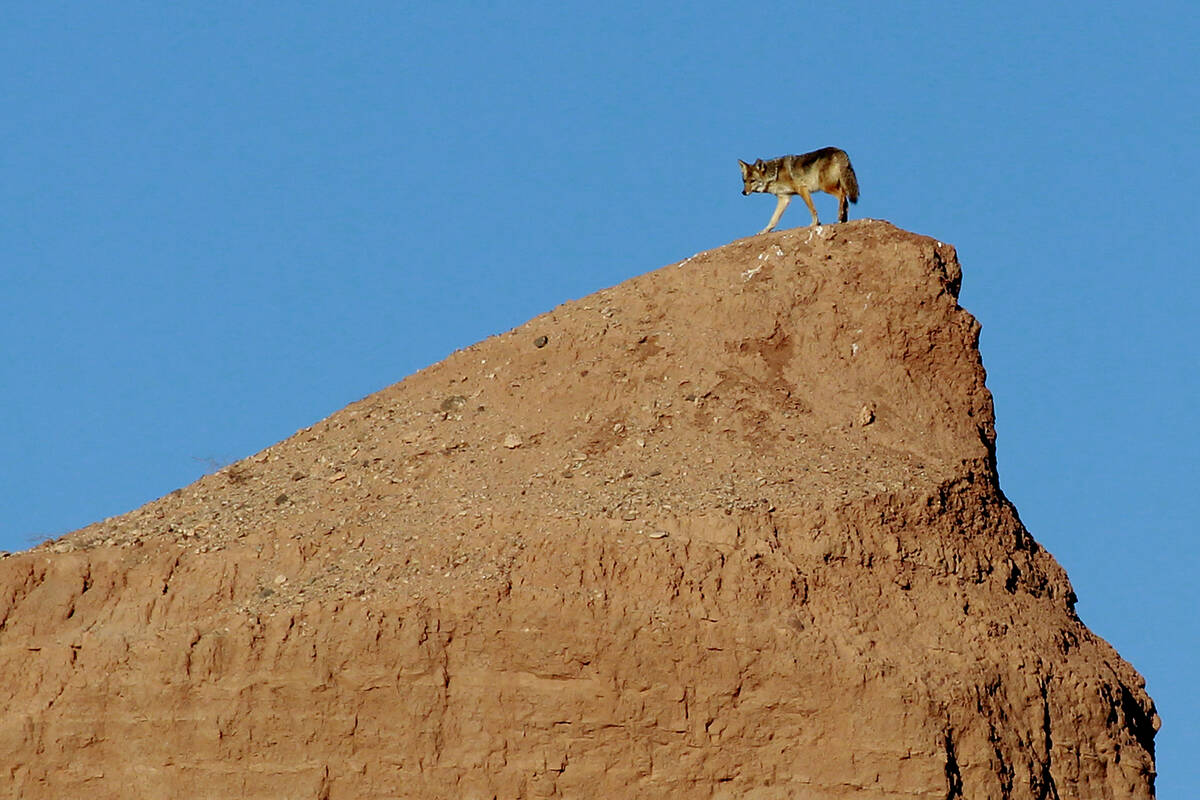 Un coyote camina por una pequeña cresta cerca del Overton Arm del Lago Mead en Lake Mead Natio ...