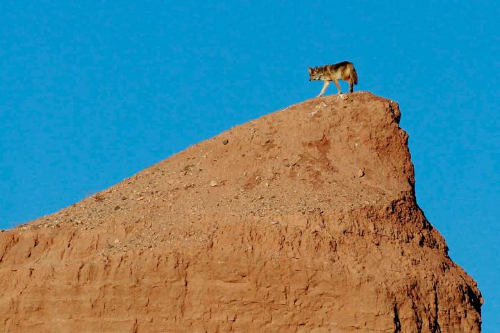 Un coyote camina por una pequeña cresta cerca del Overton Arm del Lago Mead en Lake Mead Natio ...