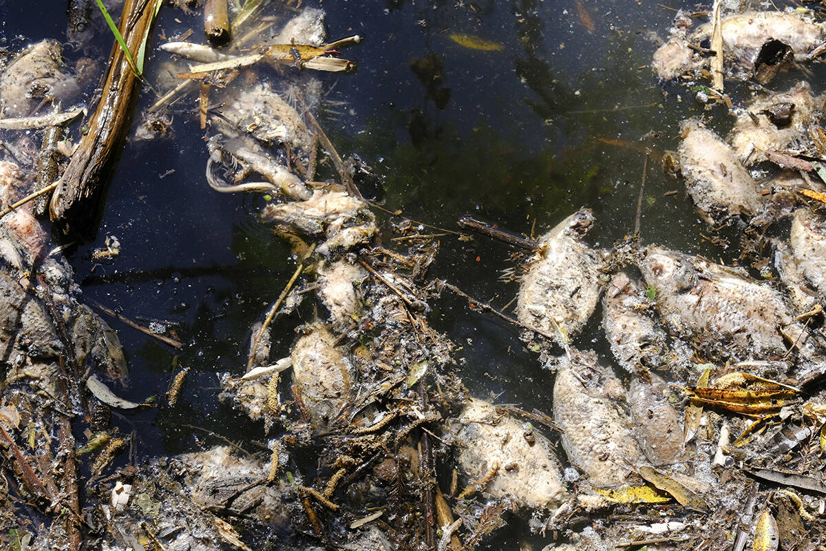 Peces muertos en descomposición flotan en el río Las Villas, que alimenta el embalse San Onof ...
