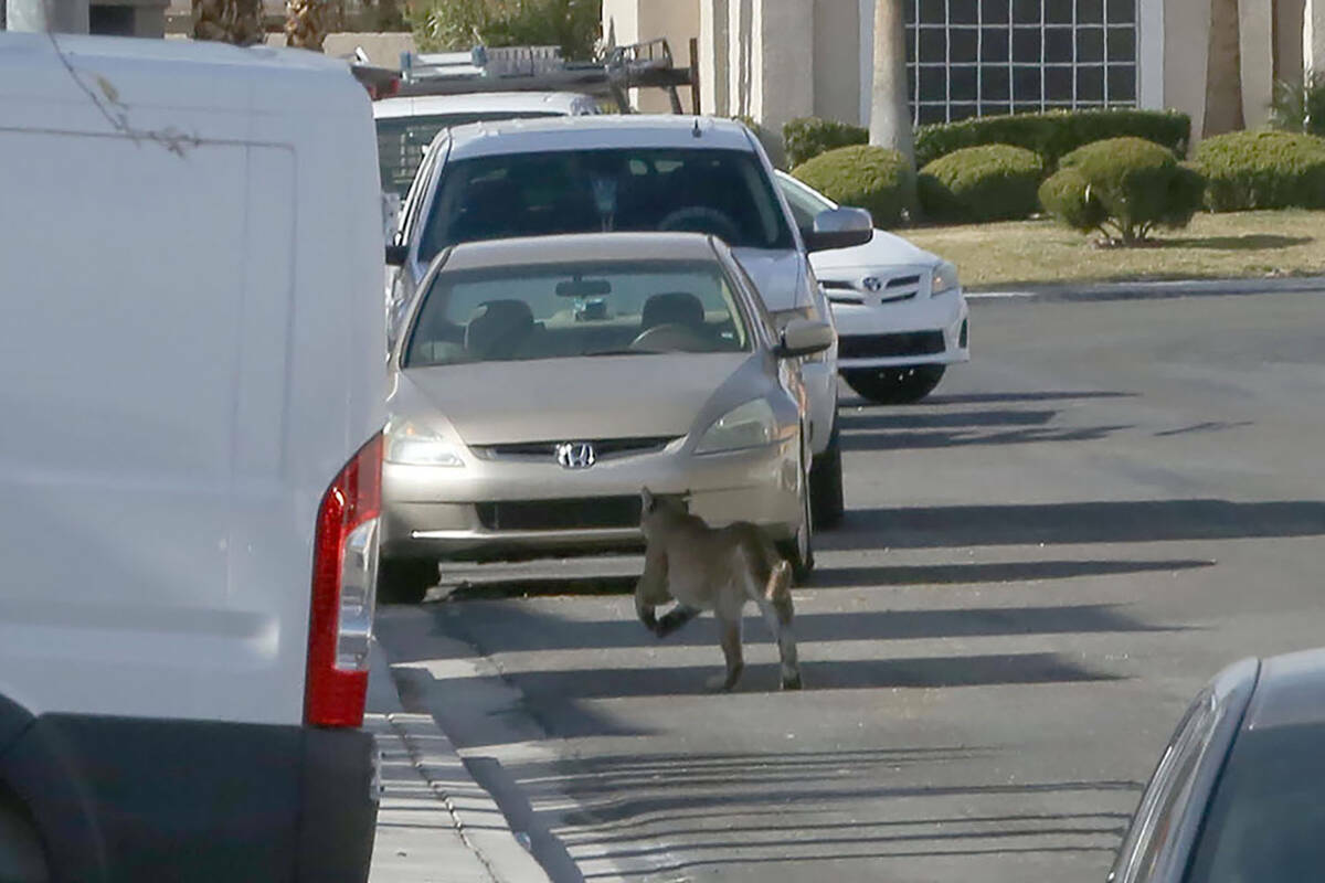 Un puma corre por la calle residencial de West Ivory Beach Drive en Las Vegas tras saltar el mu ...