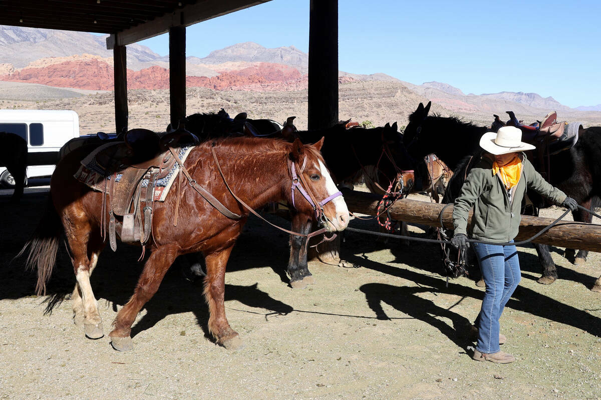 La adiestradora Aly Schmalz trabaja con caballos y mulas en Cowboy Trail Rides en Red Rock Cany ...