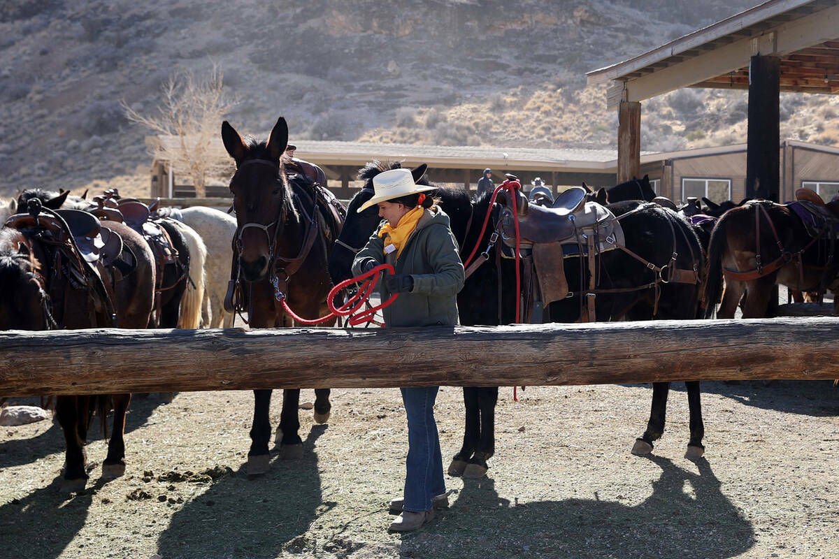 La adiestradora Aly Schmalz trabaja con caballos y mulas en Cowboy Trail Rides en Red Rock Cany ...