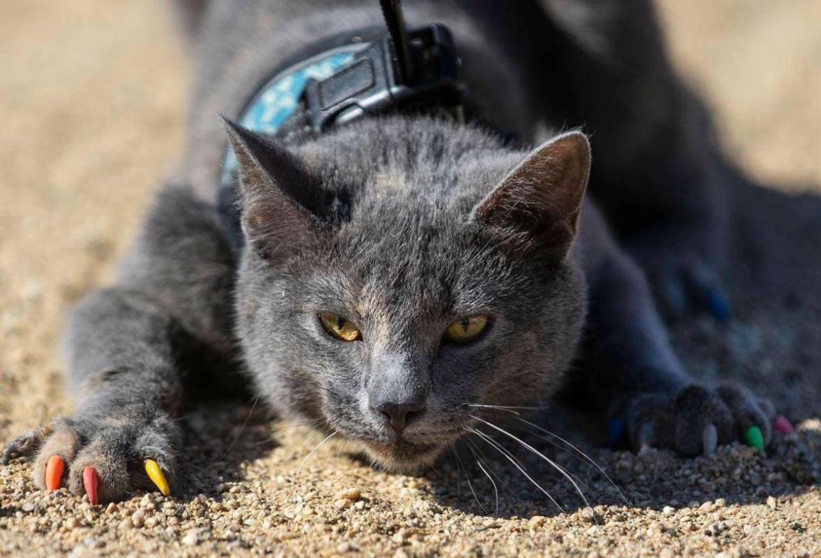Maki, una gata rusa azul, muestra sus coloridas y suaves uñas y patas en Sunset Park el miérc ...