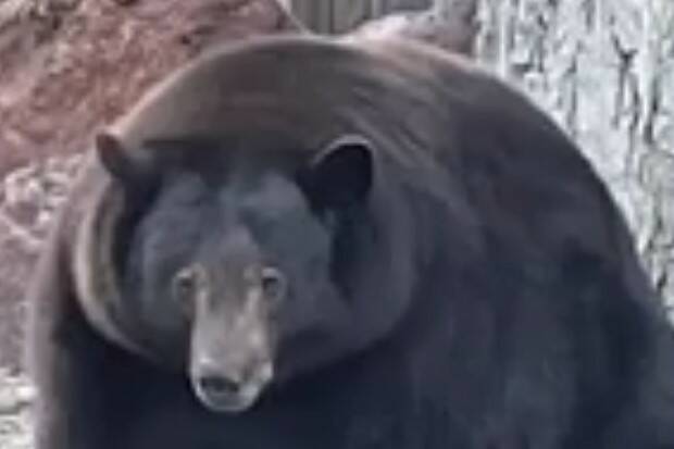 El oso "Hank The Tank" irrumpe en decenas de casas (STN).