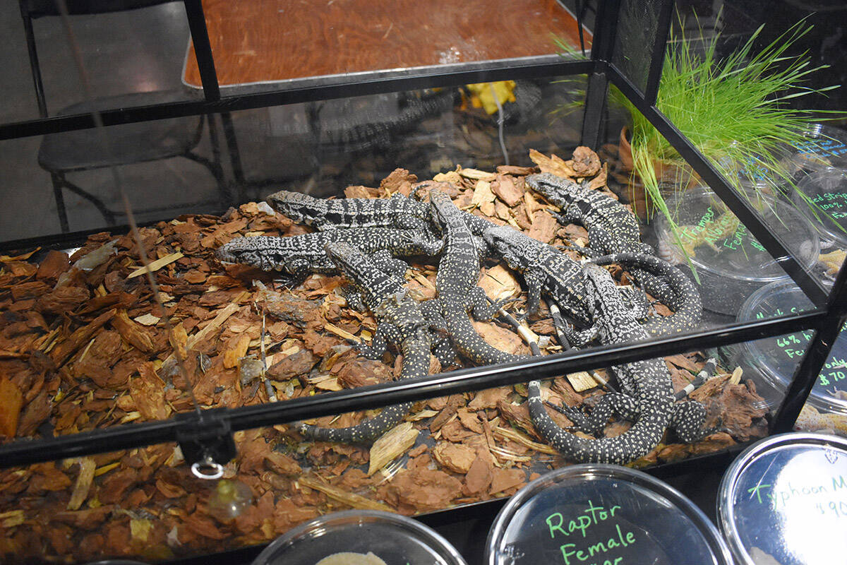 La “Reptilian Nation Expo” tuvo a disposición del público una gran cantidad de reptiles, ...