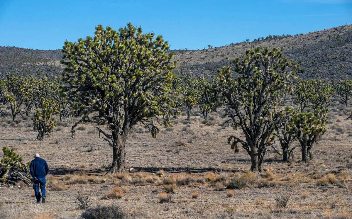 Alan OՎeill camina hacia el árbol de Josué más grande de Nevada dentro del área silvestre ...