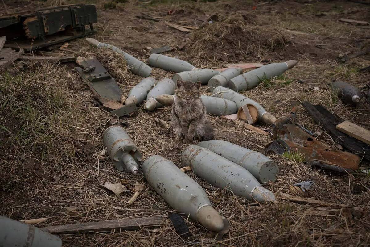 Un gato sentado entre cartuchos de gran calibre abandonados por las fuerzas rusas en retirada o ...