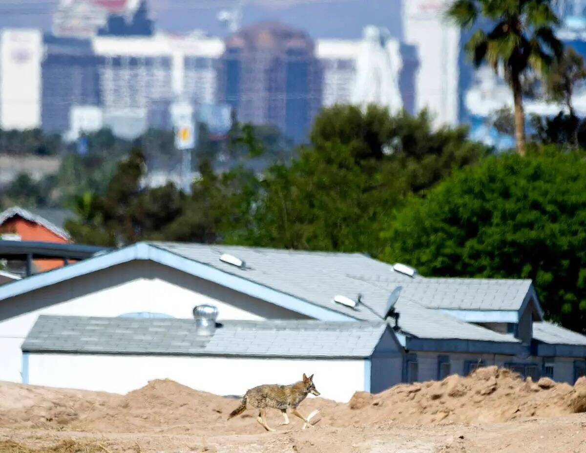 Un coyote visto el lunes 9 de mayo de 2022 en el antiguo campo de golf Royal Links donde Touchs ...