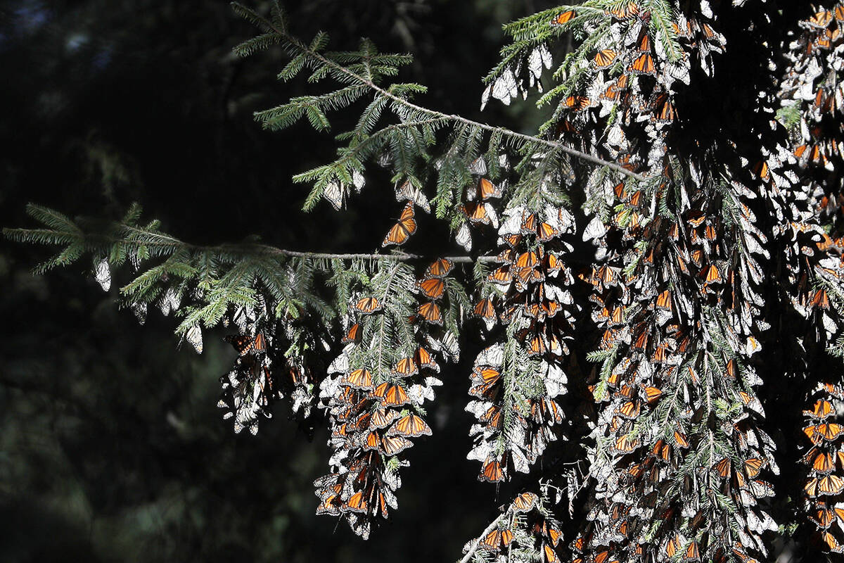 ARCHIVO - Mariposas monarca en las ramas de un árbol en santuario de El Rosario, cerca de Ocam ...