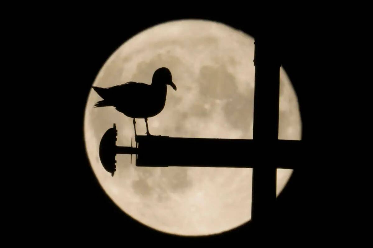 Una gaviota se siluetea contra la superluna, en Roma, el miércoles 15 de junio de 2022. La lun ...