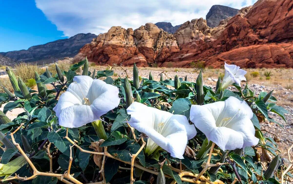 La flor de Jimson Weed en el Red Rock Canyon National Conservation Area el viernes 27 de mayo d ...