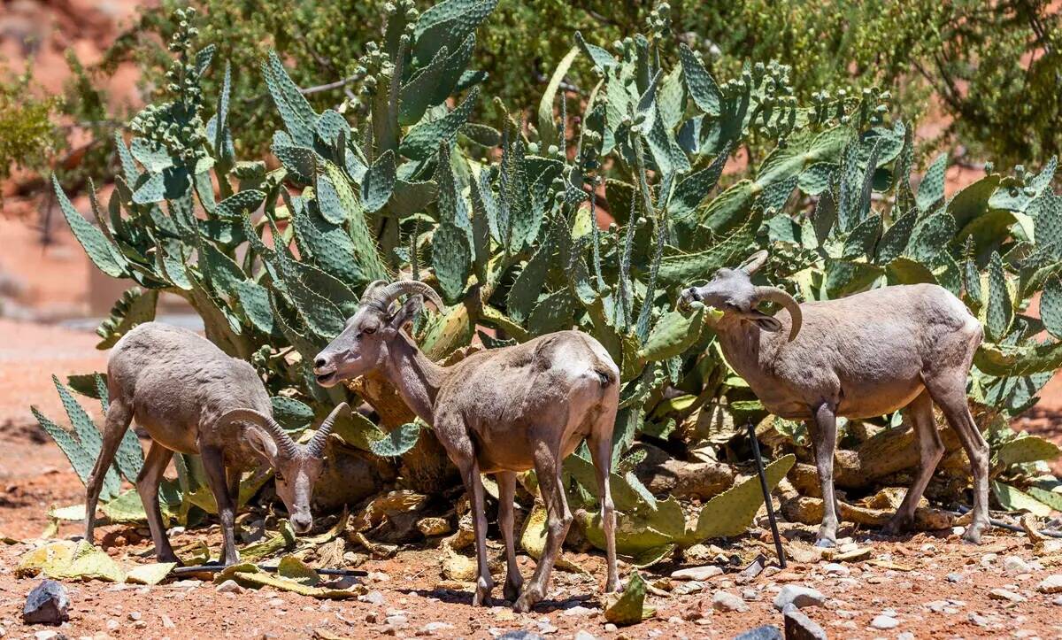Borregos cimarrones comen hojas de cactus en el Valley of Fire State Park el martes 28 de junio ...