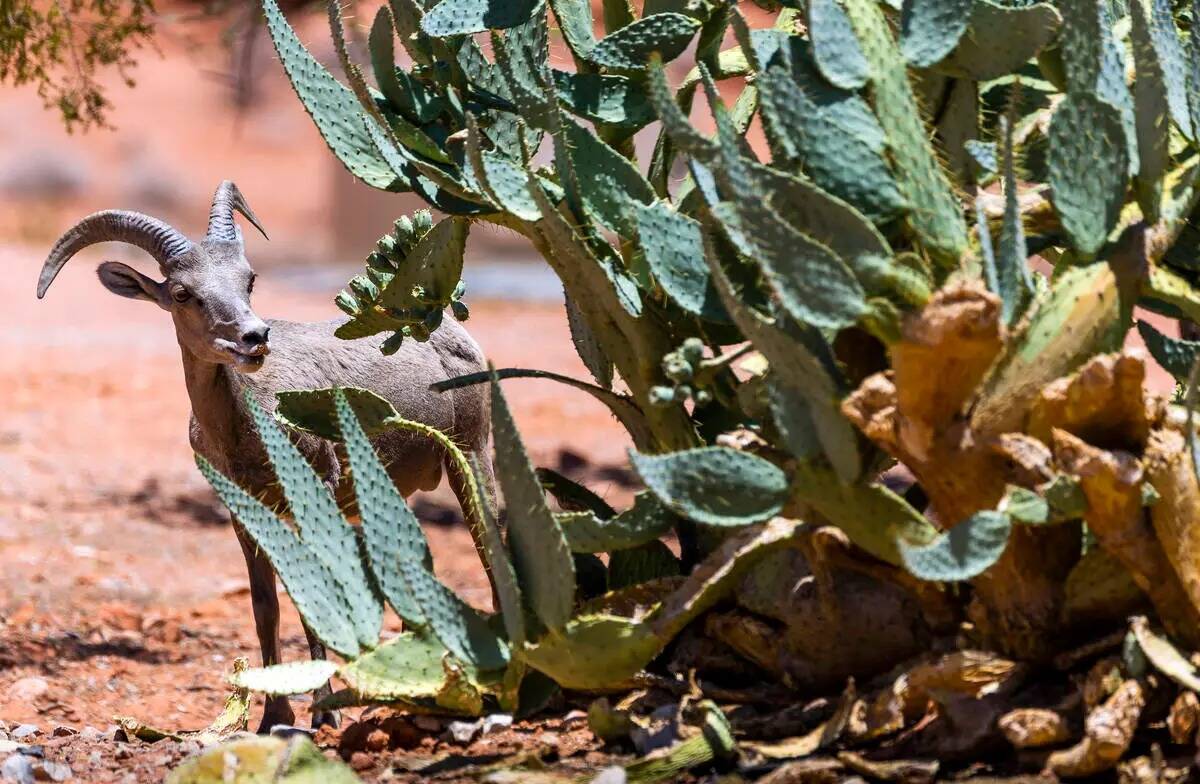 Un borrego cimarrón come hojas de cactus en el Valley of Fire State Park el martes 28 de junio ...