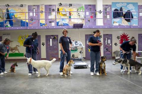 La organización Heaven Can Wait ha reanudado su programa “Pups on Parole”, dedicado a que ...