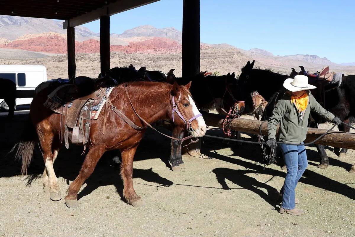 El domador Aly Schmalz trabaja con caballos y mulas en Cowboy Trail Rides en Red Rock Canyon el ...