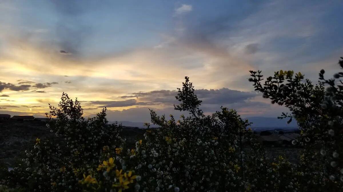 Flores y semillas de creosota en el primer plano de una puesta de sol de verano vista desde una ...