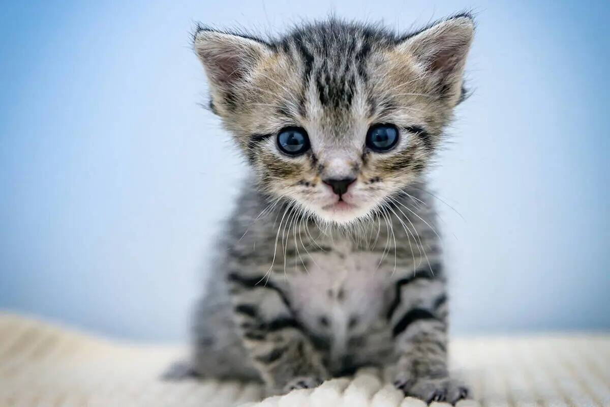 Gatitos como este pequeño estarán disponibles para su adopción con cita previa durante el ev ...