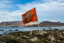 Una bandera naranja está pegada a lo largo de la línea de costa cerca de donde se encontró u ...