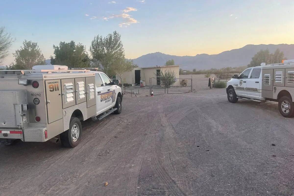 Unos 300 perros fueron rescatados de una propiedad del Condado Nye durante una investigación d ...