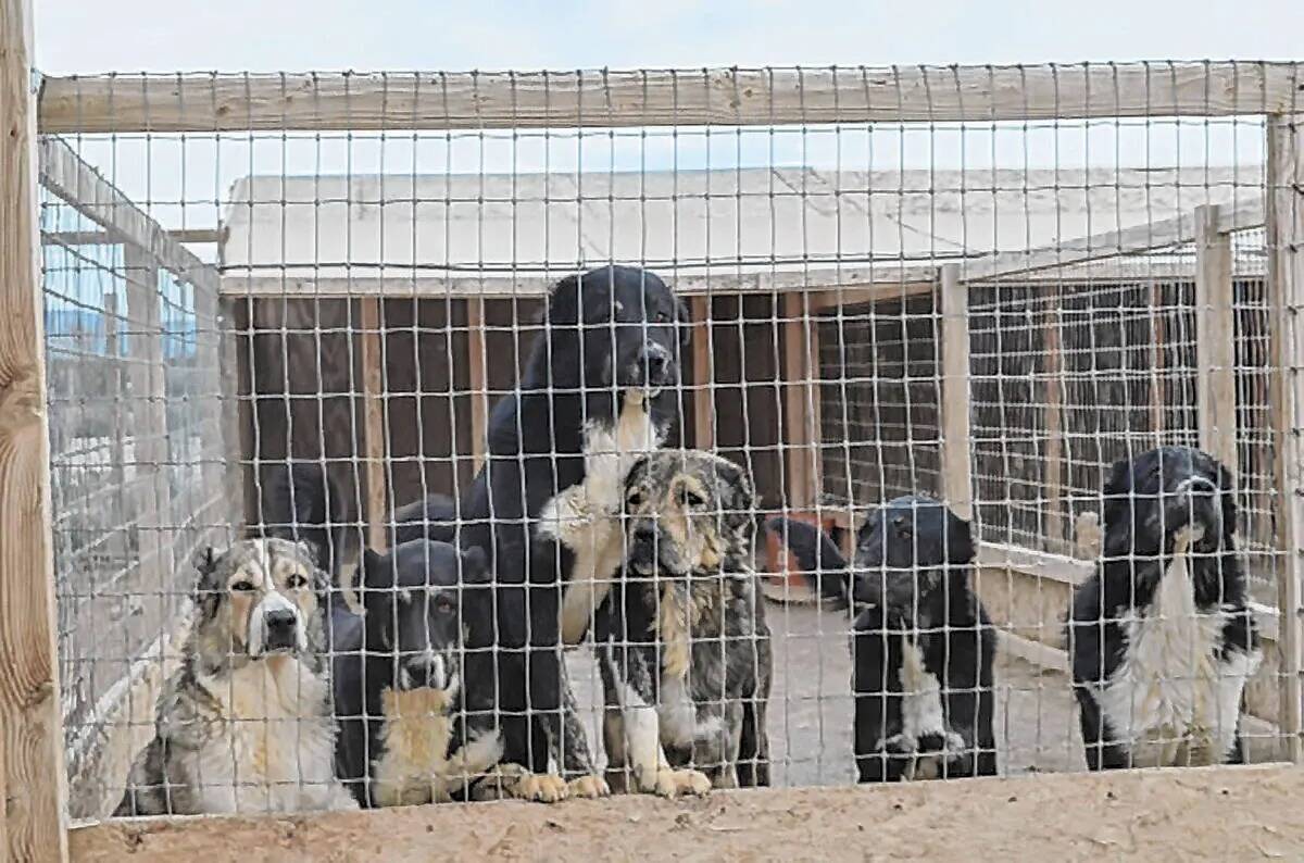 Una foto de archivo de 2017 muestra algunos de los más de 100 perros que Oskana Higgins y Vasi ...