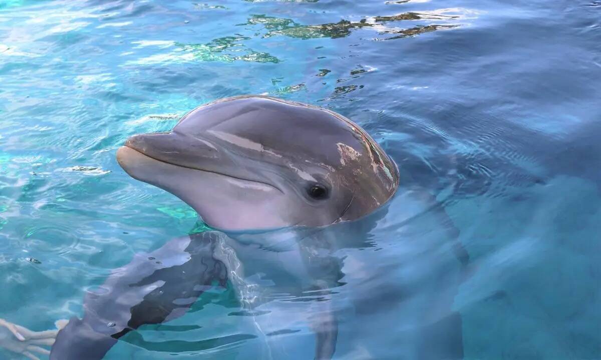 K2, un delfín nariz de botella de 11 años, murió en Mirage Secret Garden and Habitat el sáb ...