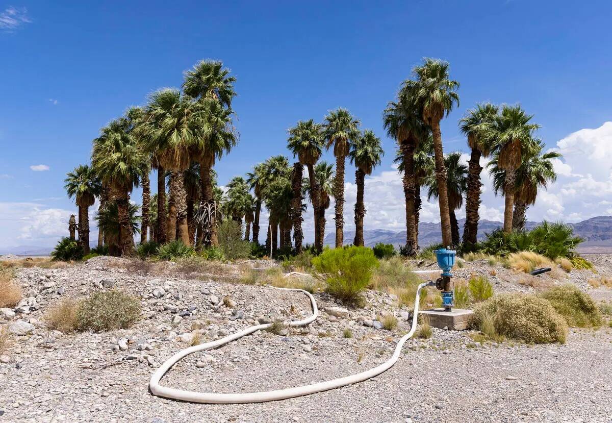 Las palmeras se ven en una propuesta de urbanización de Coyote Springs cerca de Coyote Springs ...