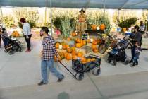 La gente visita Gilcrease Orchard en Las Vegas, el jueves 20 de octubre de 2022. (Erik Verduzco ...