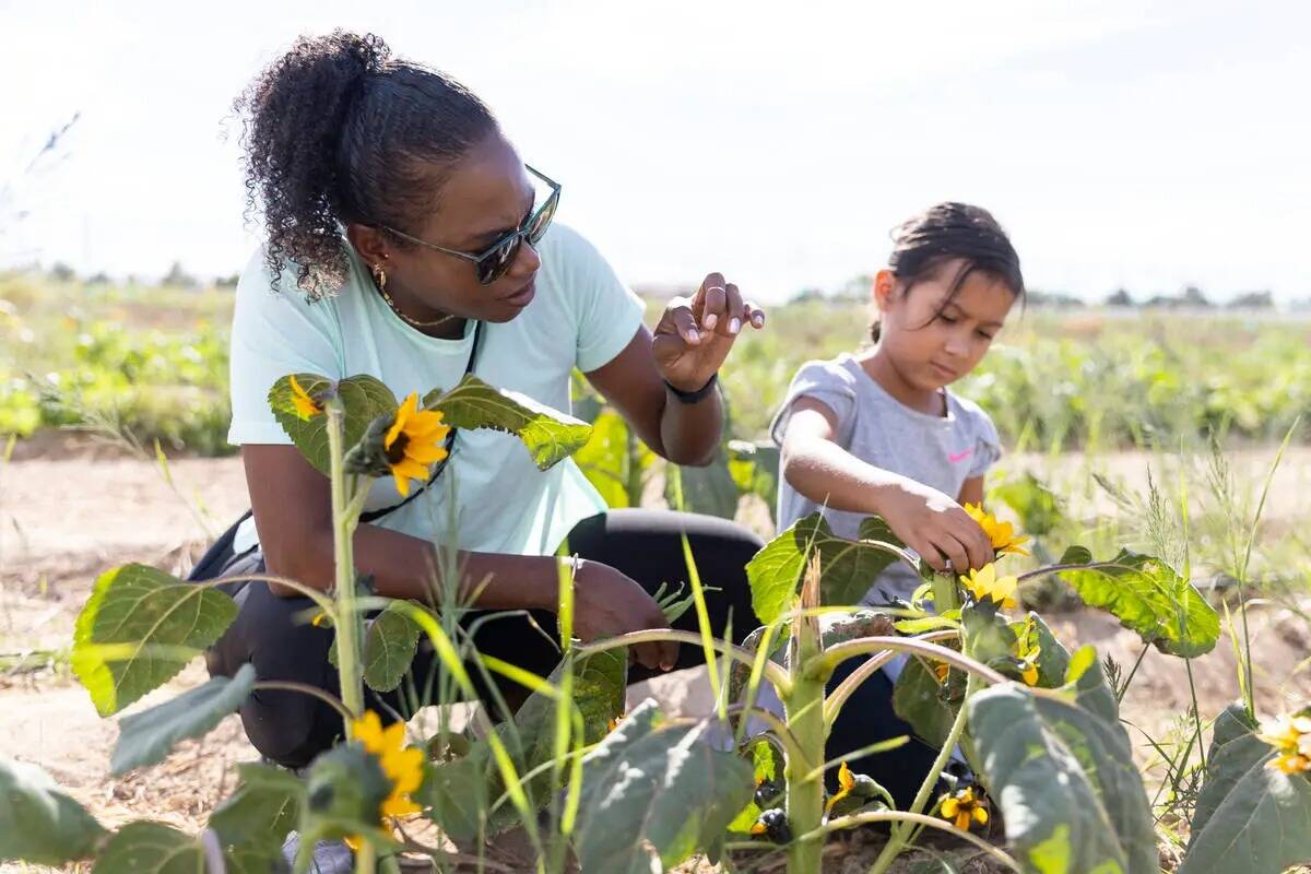 Natalie Henline, a la izquierda, con su hija Ava, de seis años, recogen girasoles durante una ...