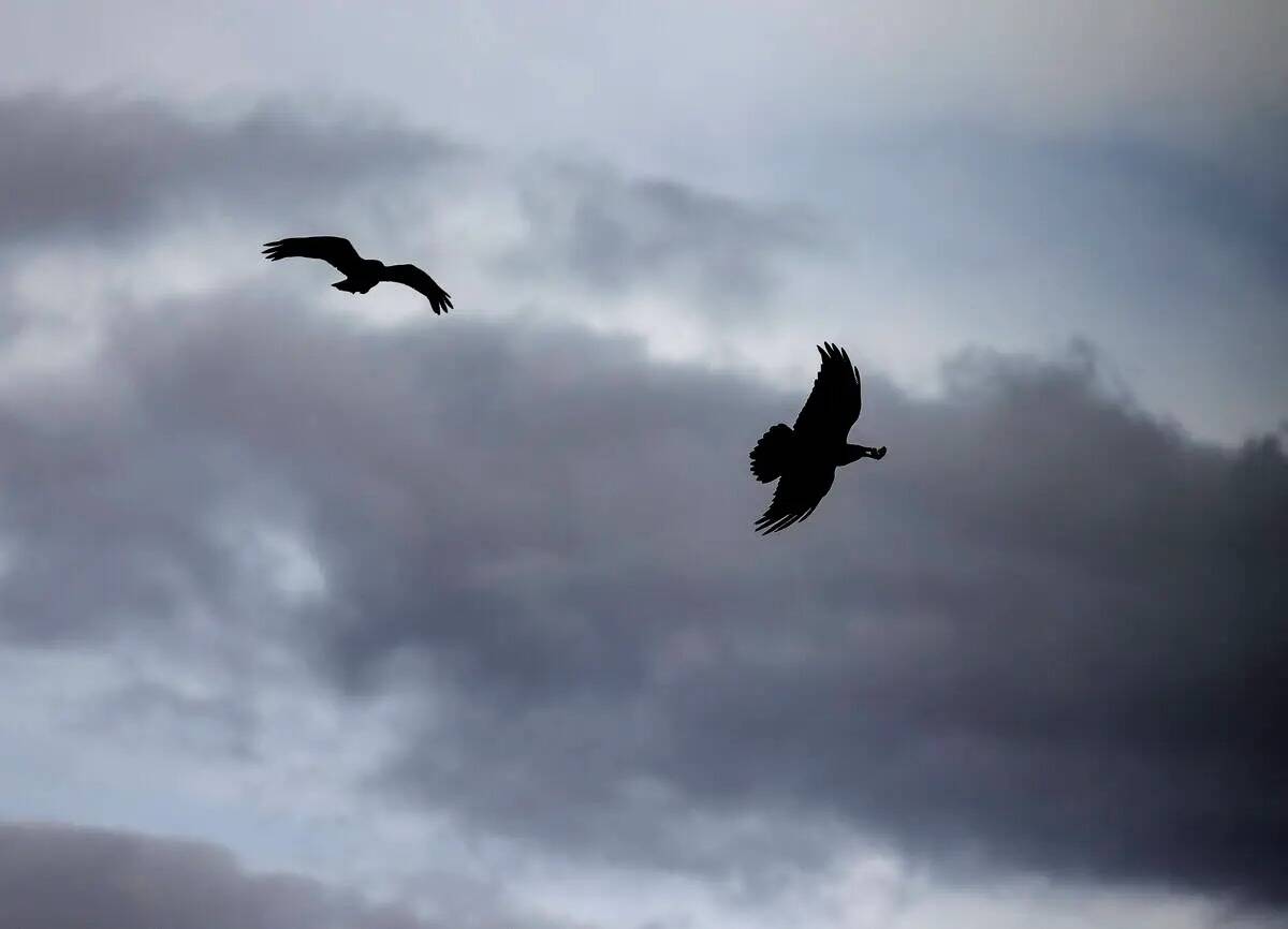 Cuervos vuelan mientras las nubes se ciernen sobre el valle de Las Vegas durante una tarde fres ...
