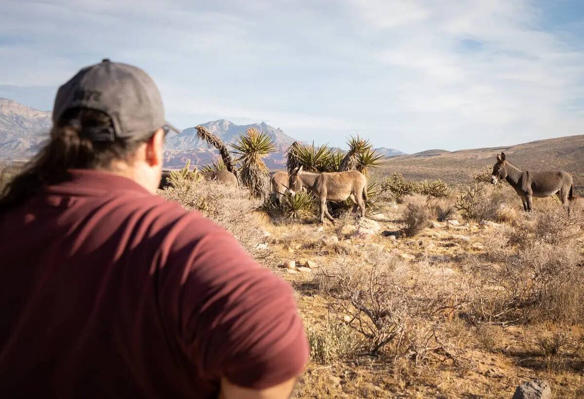 Richard Cumelis, fundador de Las Vegas Overweight Hikers for Health, observa un grupo de burros ...