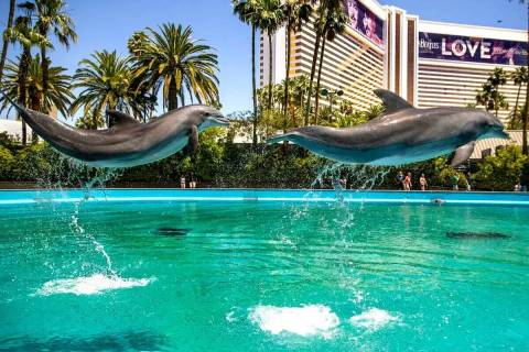 Los delfines saltan en el aire en Siegfried & Roy's Secret Garden and Dolphin Habitat en Mirage ...