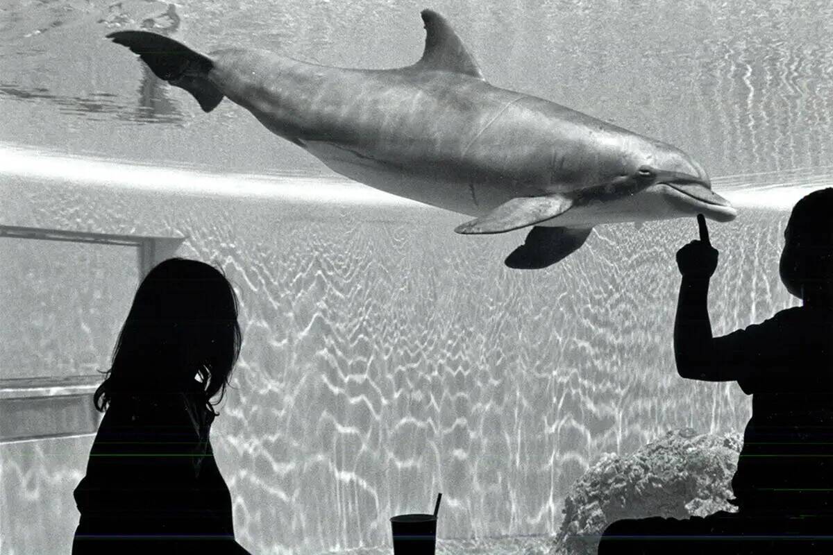 Teela Vice, de siete años, a la izquierda, y Elky Bernal, de nueve, visitan a los delfines en ...