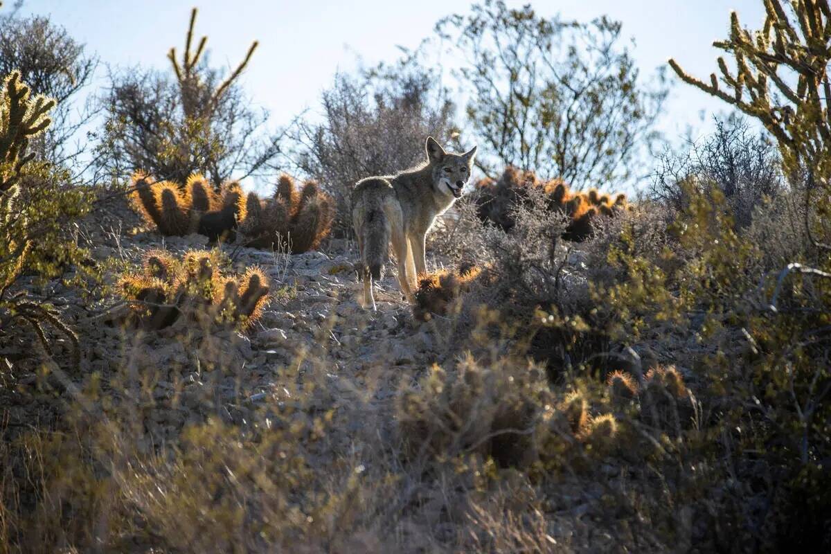 Un coyote se abre paso entre los cactus y otras plantas del suelo dentro del sitio propuesto co ...