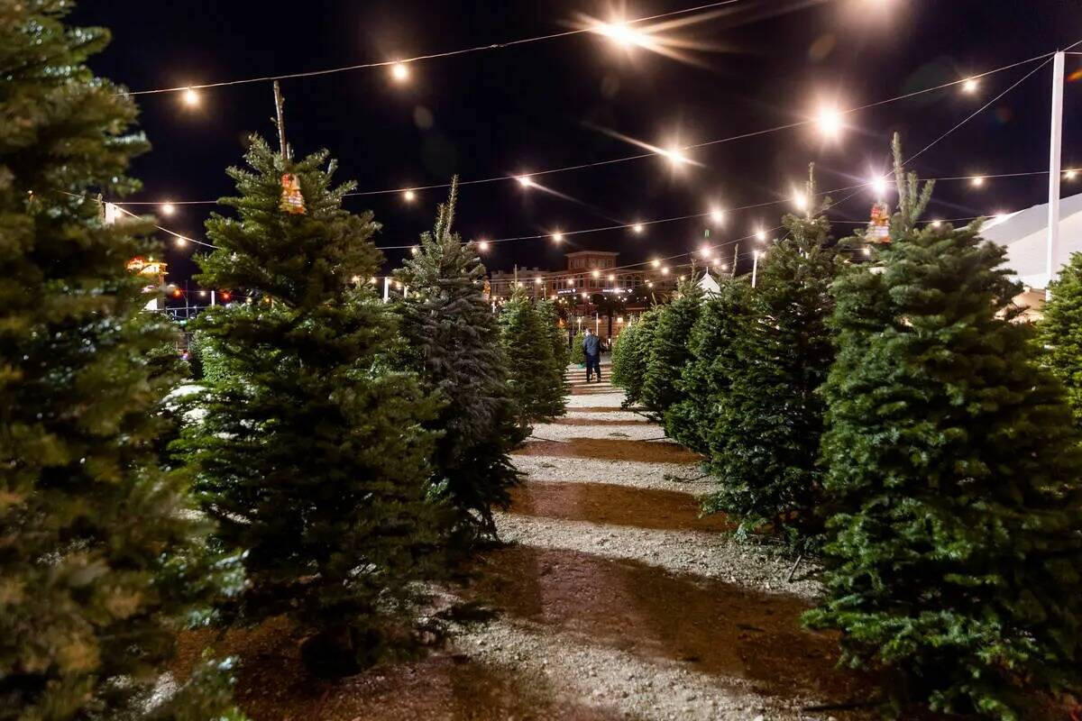 Los árboles se alinean para una mejor visualización en el terreno de Rudolph's Christmas Tres ...